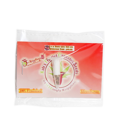 Семена сорта Cheesy Mist Tree fem (KFC Seeds)