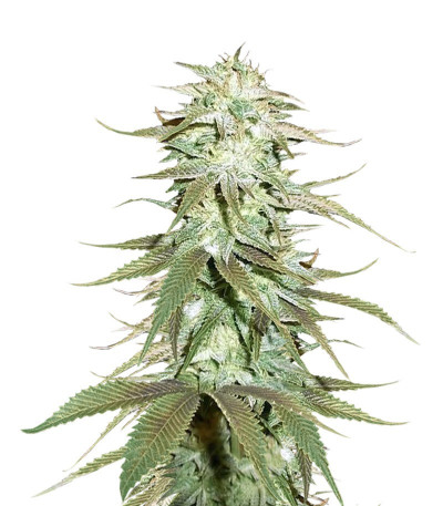 Семена сорта Blueberry X fem (Семяныч)