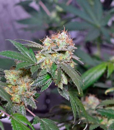 Сорт марихуаны Euforia