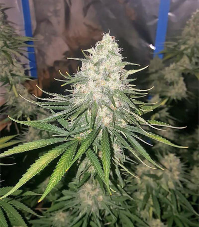 Семена сорта Incredible Bulk fem (Dr. Krippling Seeds)