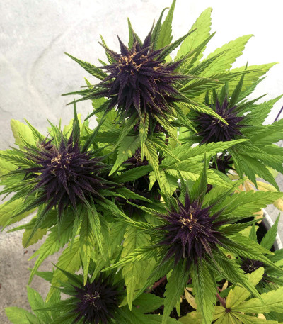 Семена сорта LSD auto fem (Семяныч)