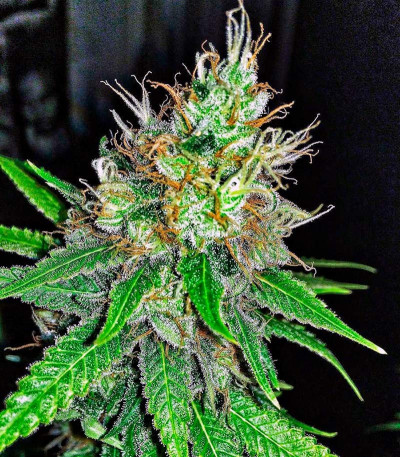 Семена сорта Mohan Ram Auto fem (Sweet Seeds)