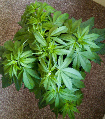 Семена сорта Red Russian XXL fem (Victory Seeds)