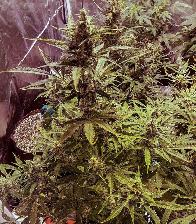 Семена сорта Ultraviolet auto fem (Samsara Seeds)