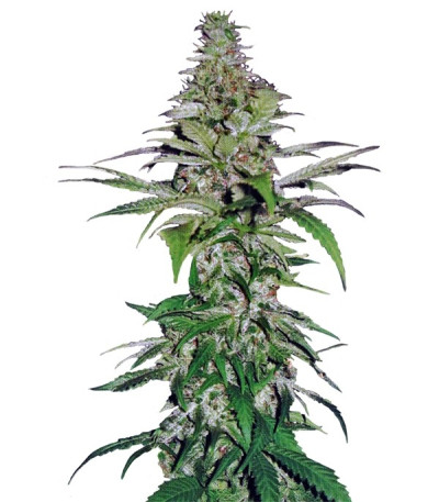 Семена сорта Northern Lights fem (Pyramid Seeds)