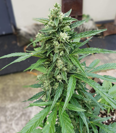 Семена сорта Auto Afghan Mass fem (00 Seeds)