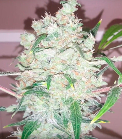 Семена сорта Bulk Smash Auto fem (Dr. Krippling Seeds)