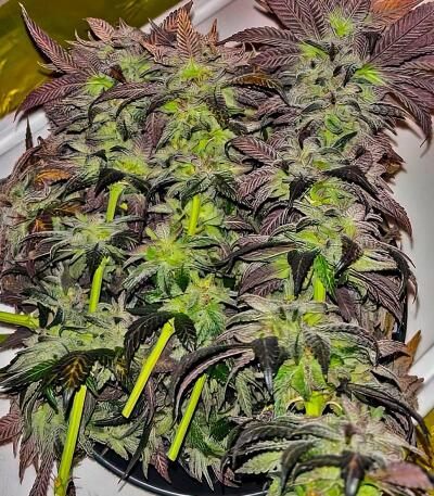 Семена сорта Dos-Vi-Dos 33 fem (Семяныч)