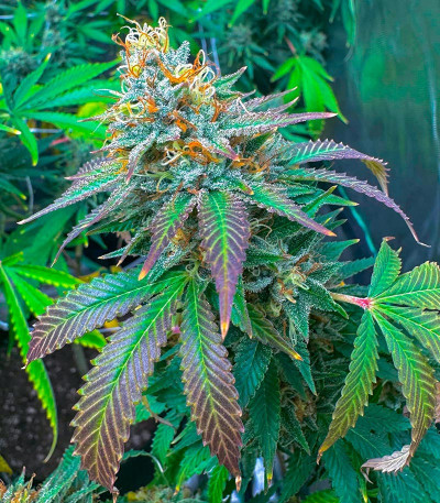 Семена сорта Orange Creampop fem (Humboldt Seed Company)