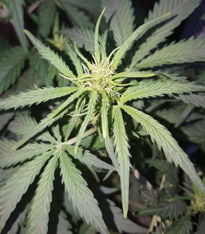 Семена сорта Stardawg auto fem (FastBuds)