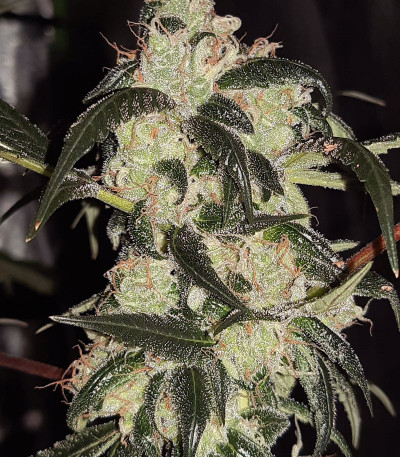 Семена сорта Wedding Cake Auto fem (Barney's Farm)