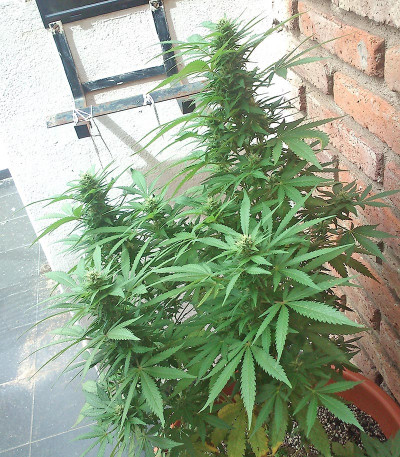 Семена сорта White Siberian fem (Dinafem Seeds)