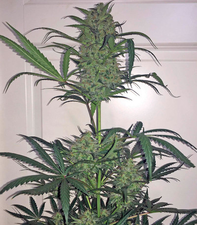 Семена сорта Blue Kush Autoflowering fem (Dinafem Seeds)