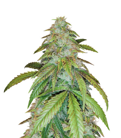 Семена сорта Gelato fem (Семяныч)