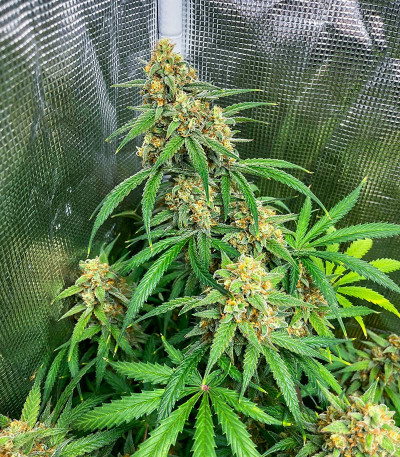 Семена сорта Gorilla Crunch Auto fem от Семяныча