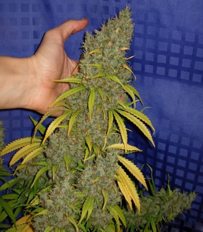 Семена сорта White Widow x Big Bud fem (Female Seeds)