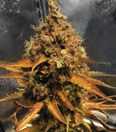 Семена сорта Dos-Vi-Dos Auto fem (Семяныч)