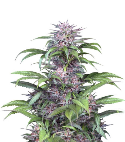 Семена сорта Quick Kush fem (Dinafem Seeds)