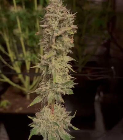 Семена сорта Papaya Frosting fem