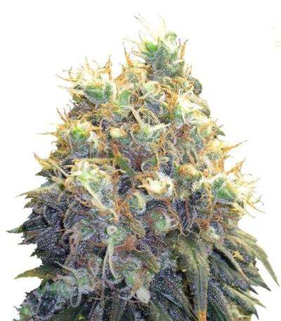 Семена сорта Bubblelicious fem (Nirvana Seeds)