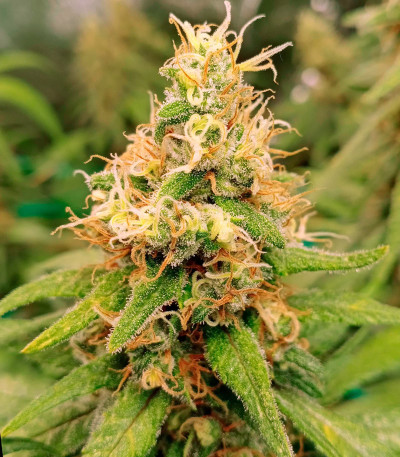 Семена сорта Haze Berry fem (Royal Queen Seeds)