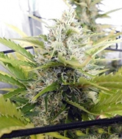 Семена конопли Kali Dog fem (Royal Queen Seeds)