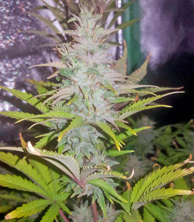 Семена сорта Lemon Juice Express Auto fem