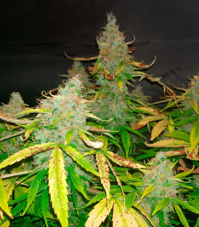 Семена сорта Auto Northern Lights XXL fem (00 Seeds)