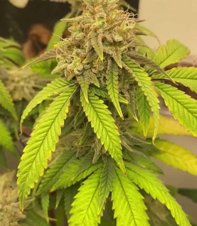 Семена сорта Chemical Bride fem (Green House Seeds)