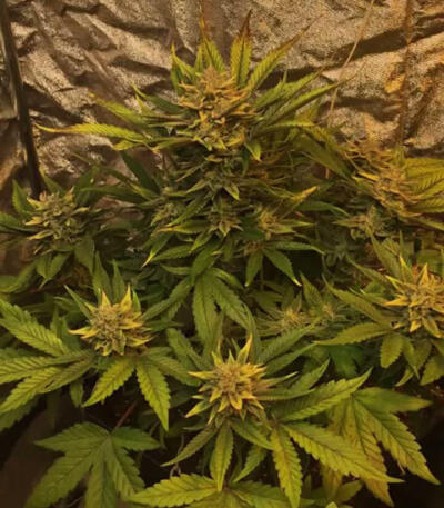 Семена сорта Kalashnikova fem