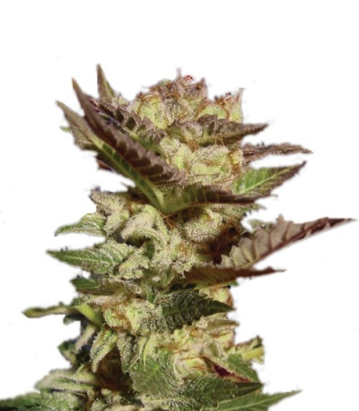 Семена сорта Durga Mata fem (Paradise Seeds)