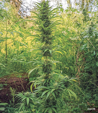 Семена сорта Big Satana Auto fem (Семяныч)