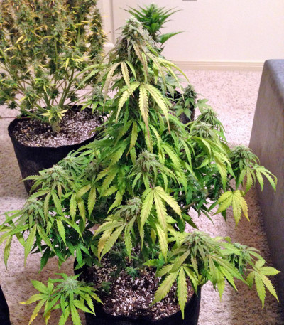 Семена сорта B. Lee Auto (Kickass Auto) fem