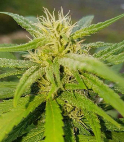 Семена сорта Cheese fem (Vision Seeds)