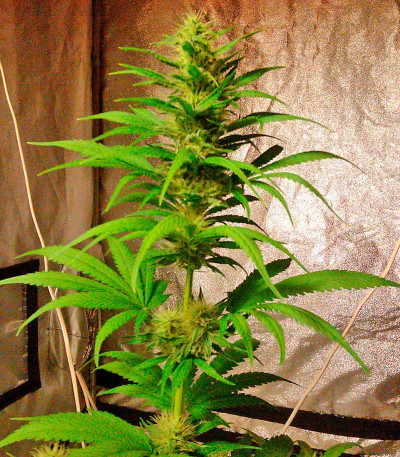 Семена сорта Hubble Bubble fem