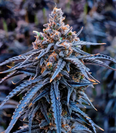 Семена сорта Insane OG