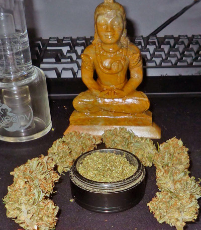 Семена сорта Mohan Ram Auto fem (Sweet Seeds)