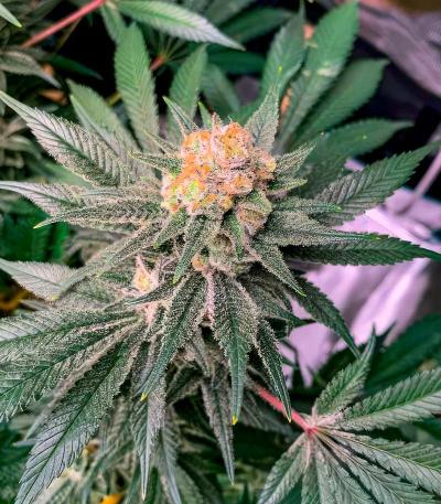 Семена сорт OG Kush Fast Version fem (Семяныч)