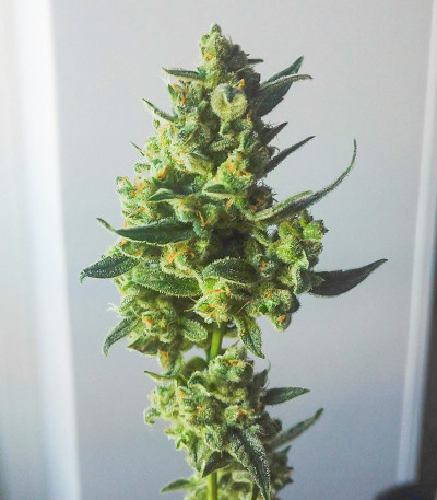 Семена сорта Vision Critical Auto Fem (Vision Seeds)