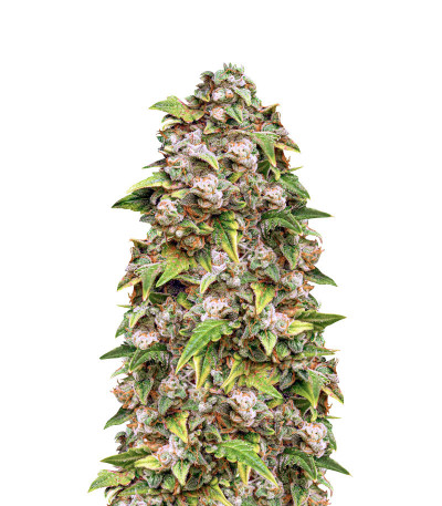 Семена сорта Stardawg auto fem (FastBuds)