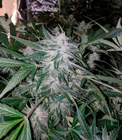 Семена сорта Auto Seemango fem (Victory Seeds)
