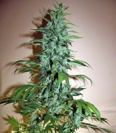 Семена сорта Chronic fem (Serious Seeds)