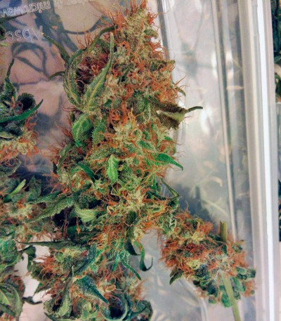 Сорт конопли Euforia