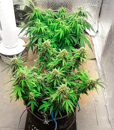 Семена сорта Watermelon Zkittlez Auto fem