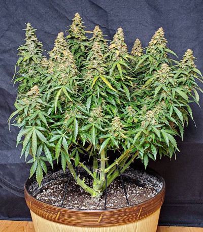 Семена сорта Wedding Cheesecake Auto fem (FastBuds)