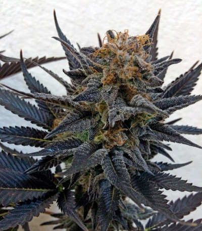 Сорт конопли Blue Velvet