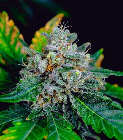 Семена сорта Booberry Cookies RBX fem (Ethos Genetics)