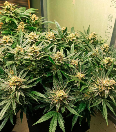 Семена сорта Bruce Banner Auto fem