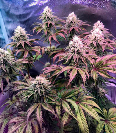 Семена сорта Bubba Cookies Auto fem (Семяныч)