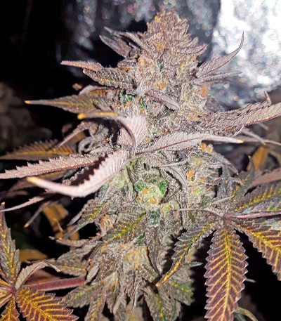 Семена сорта Chocolate Mint OG fem